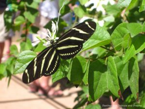 Zebra longwing butterfly