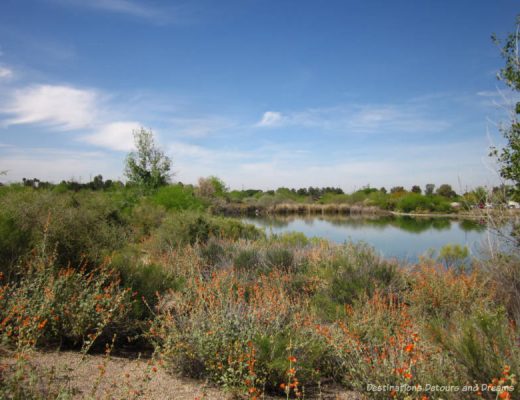 Water Ranch Riparian Preserve in Gilbert, Arizona
