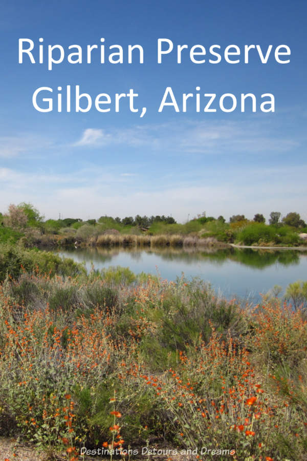 Riparian Preserve at Water Ranch in Gilbert, Arizona: Wetlands vegetation and wildlife in the midst of urban desert. #Arizona #Gilbert #riparian #park #fishing