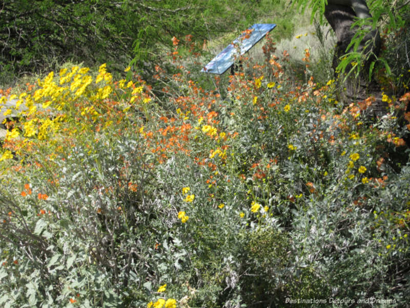 Spring wildflowers in Gilbert, Arizona