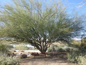 Bench under shade of a tree at Riparian rserve in Gilbert, Arizona