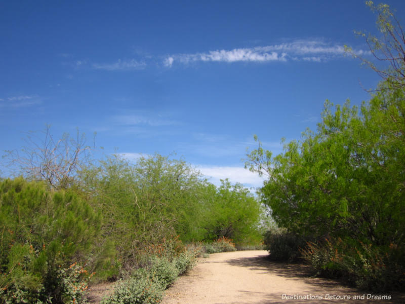 Walking trail at Water ranch Riparian Preserve in Gilbert, Arizona
