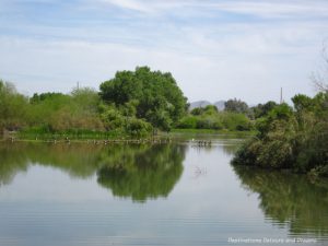 Geese on the lake at Water Ranch Riparian Preserve in Gilbert, Arizona