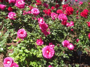 Roses in the desert at Mesa Community College Rose Garden, Arizona