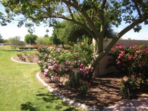 Mesa Community College Rose Garden flower beds