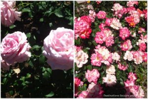 Field of Dreams and Chihuly floribunda rose