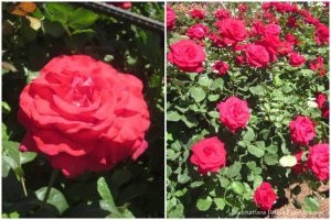 Let Freedom Ring and Veterans' Honor hybrid tea roses.