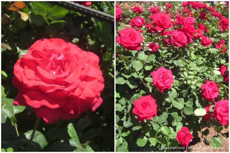 Let Freedom Ring and Veterans' Honor hybrid tea roses. 