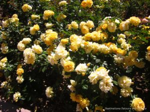 Buttery yellow Julia Child rose