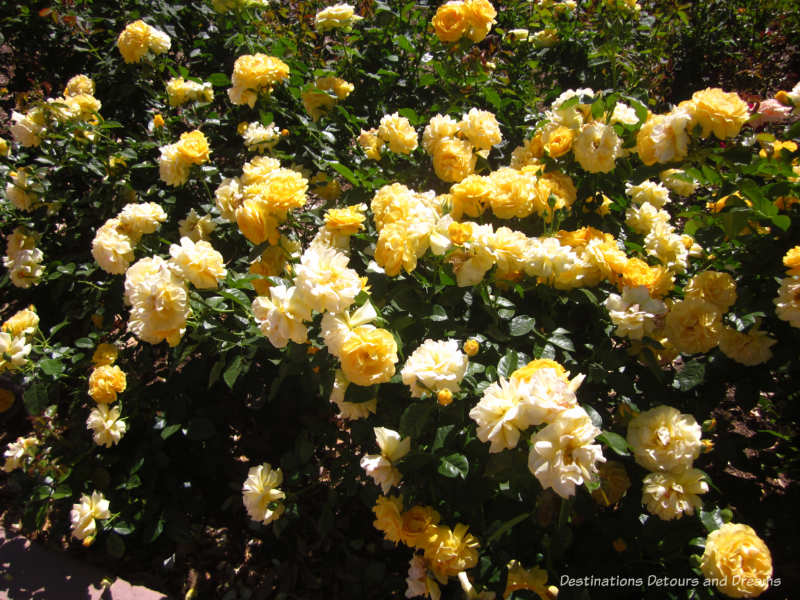 Julia Child roses at Mesa Community College Rose Garden Buttery yellow Julia Child rose