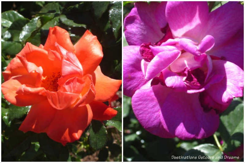 Lasting Peace and Wild Blue Yonder grandiflora roses