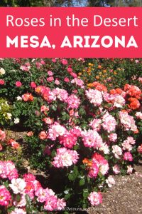 Roses in the desert at Mesa Community College Rose Garden in Mesa, Arizona #Arizona #roses #Mesa #garden