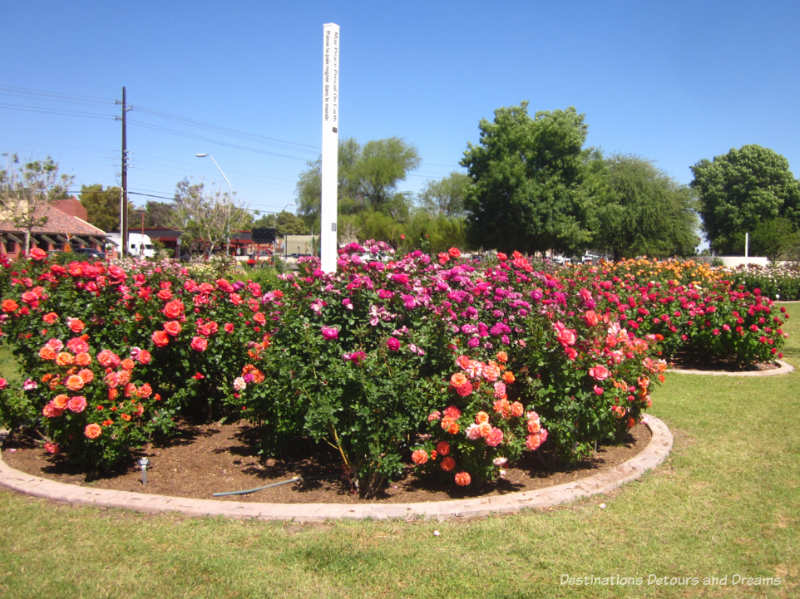 Orange and rose-coloured roses in one of the peace beds at Mesa Community College 