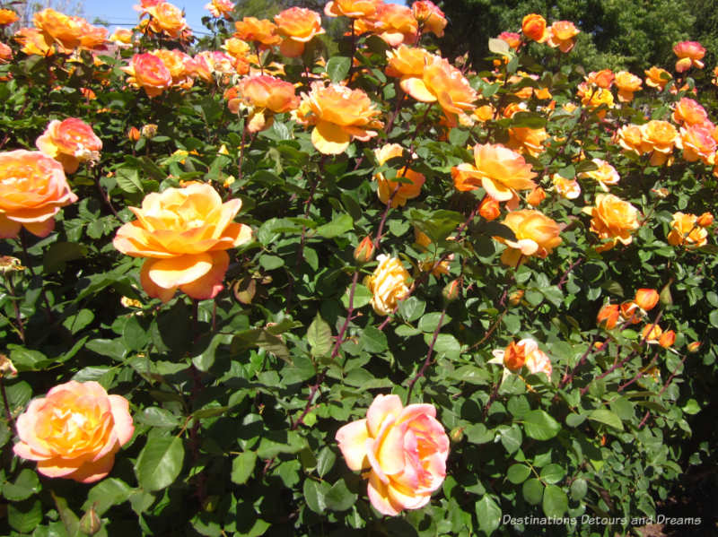 The yellowy-orange Strike it Rich rose, a grandiflora rose