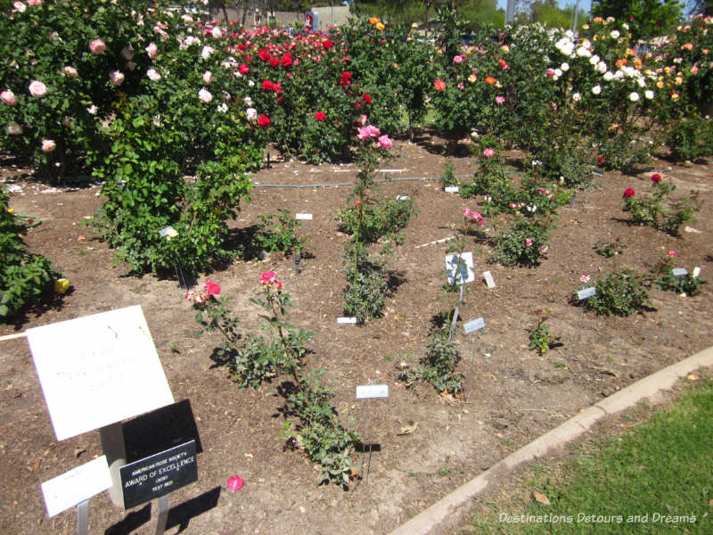 Test bed for the All-American Rose Selections program