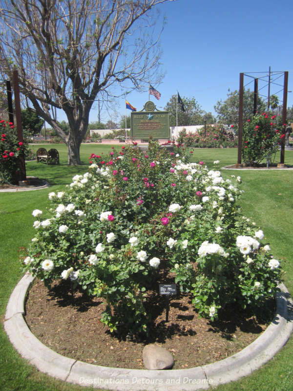 White and red roses in the Veterans' Garden at Mesa Community College Rose Garden