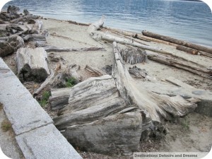 driftwood Stanley Park seawall