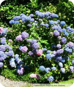 hydrangea