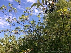 Chokecherry tree at FortWhyte Alive: a 640-acre nature preserve in Winnipeg, Manitoba