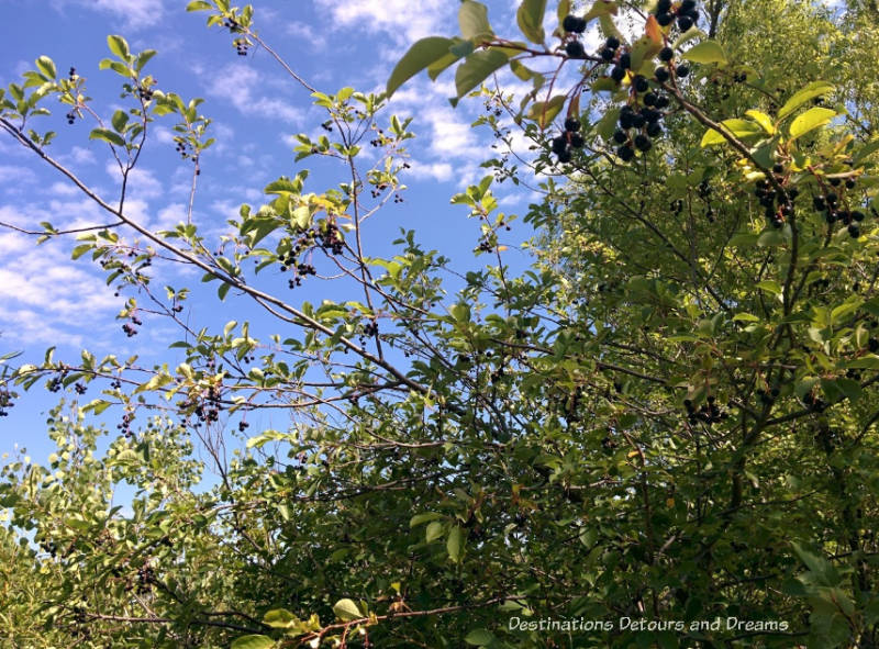 Chokecherry tree at FortWhyte Alive: a 640-acre nature preserve in Winnipeg, Manitoba 