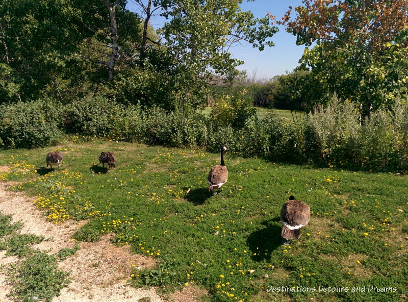 Geese at FortWhyte Alive: a 640-acre nature preserve in Winnipeg, Manitoba