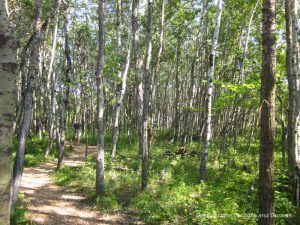 One of the paths at FortWhyte Alive: a 640-acre nature preserve in Winnipeg, Manitoba promoting awareness and understanding of the natural world through education, recreation and nature trails