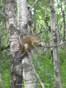 Squirrel at FortWhyte Alive: a 640-acre nature preserve in Winnipeg, Manitoba promotes awareness and understanding of the natural world through education, recreation and nature trails