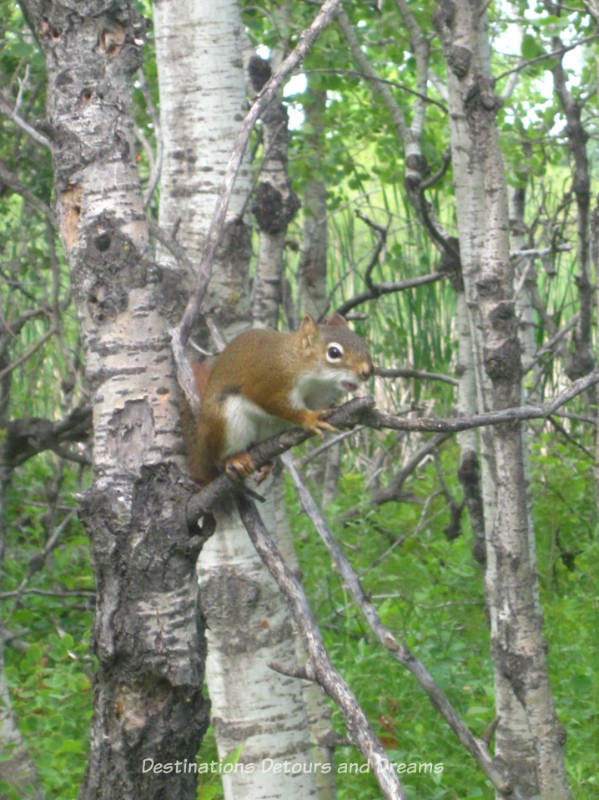 Squirrel at FortWhyte Alive: a 640-acre nature preserve in Winnipeg, Manitoba promotes awareness and understanding of the natural world through education, recreation and nature trails