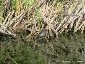 Turtle in the reeds at FortWhyte Alive: a 640-acre nature preserve in Winnipeg, Manitoba