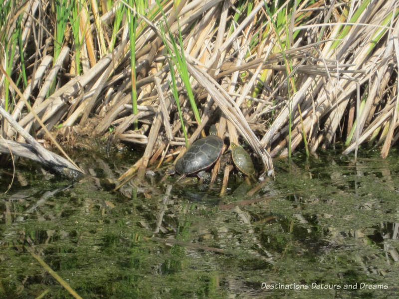 Turtle in the reeds at FortWhyte Alive: a 640-acre nature preserve in Winnipeg, Manitoba