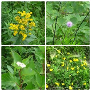 Wildflowers at Fort WhyteAlive in Winnipeg, Manitoba