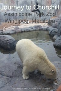 Journey to Churchill exhibit at Assiniboine Park Zoo in Winnipeg Manitoba: polar bears and more