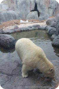 Polar Bear at Assiniboine Park Zoo Journey to Churchill exhibit