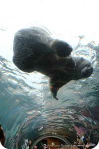 Polar Bear at Assiniboine Park Zoo Journey to Churchill exhibit