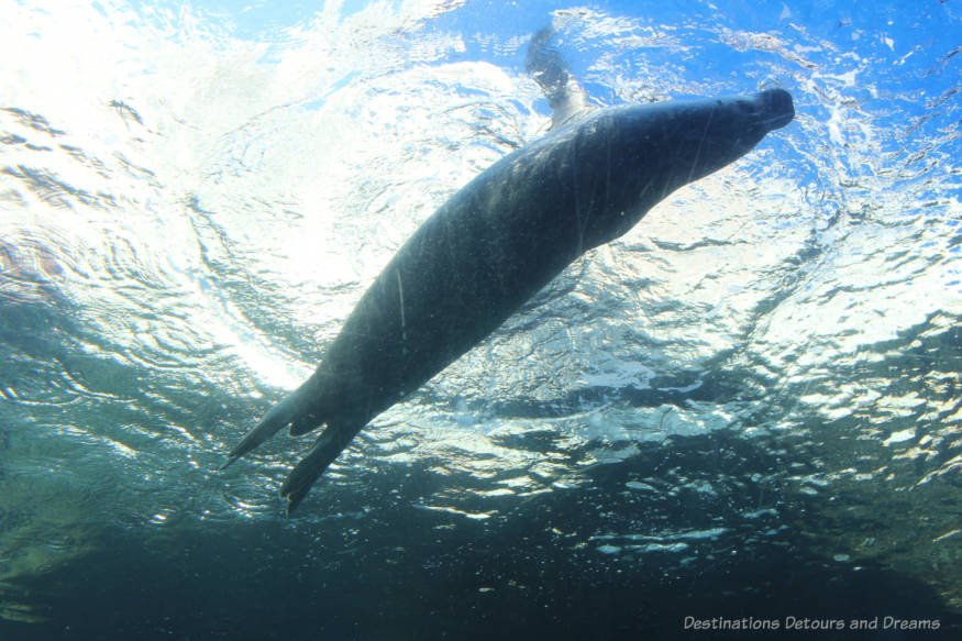 Arctic seal underwater
