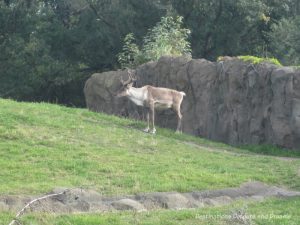 Journey to Churchill at Assiniboine Park Zoo in Winnipeg, Manitoba