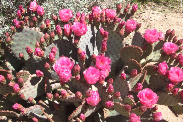 Prickly Pear Cooking