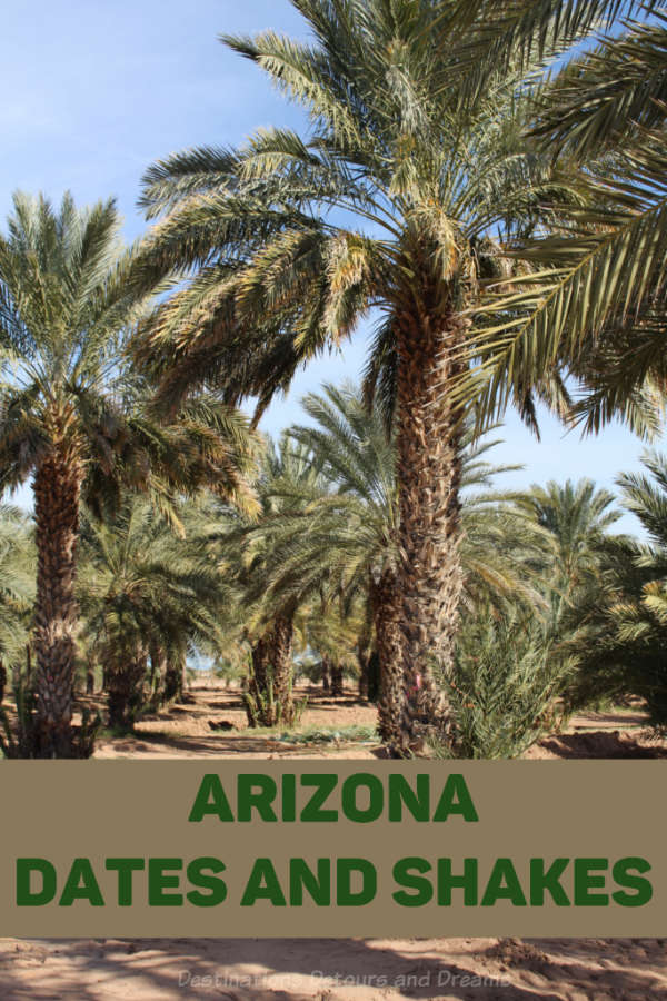 Visiting date farms and sampling date shakes in the Yuma Arizona area #Arizona #Yuma #dates