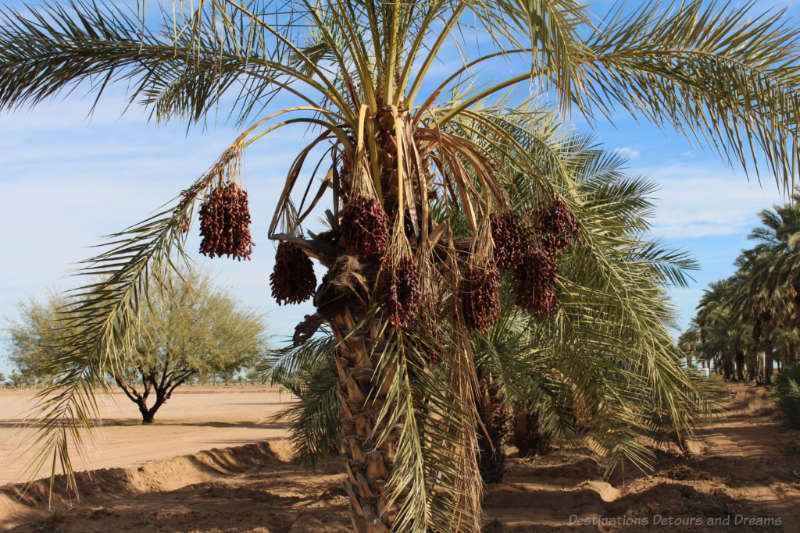 Date clusters at Dateland near Yuma, Arizona