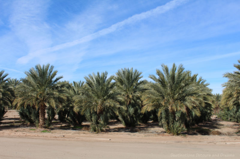 Date palms at Martha's Gardens Date Farm