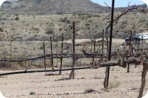 Arizona pruned grapes