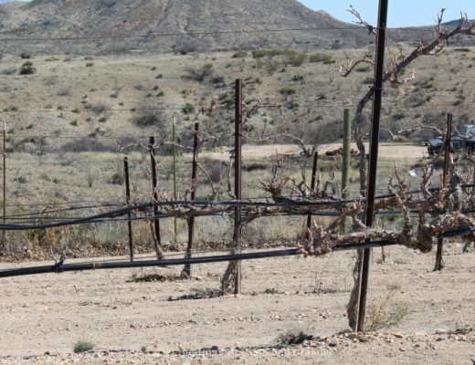 Arizona pruned grapes
