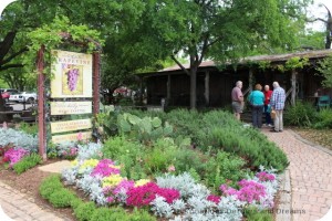 Grapevine in historic Gruene