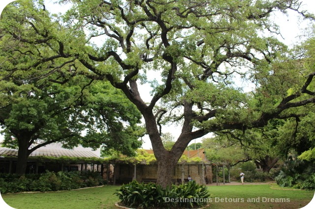 Alamo hero commemorative tree