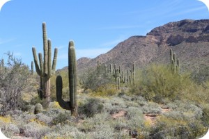 saguaros