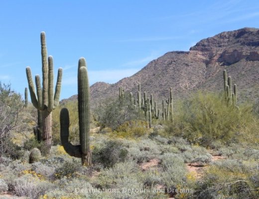 saguaros