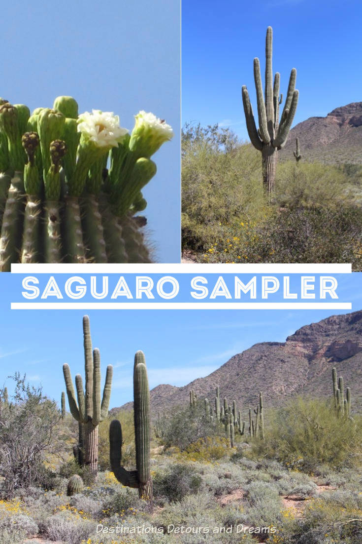 The saguaro cactus of the Sonoran desert: a symbol of the American west and a familiar feeling when returning to Arizona #Arizona #saguaro