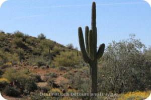 saguaro