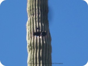 Bird peeking out of saguaro nest