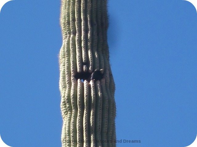 Bird peeking out of saguaro nest
